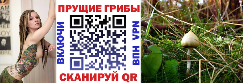 Купить  Козловка  Псилоцибиновые грибы Psilocybe 